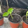 French Beans Image 3
