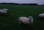 30 mostly hoggets for sale.