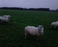 30 mostly hoggets for sale.
