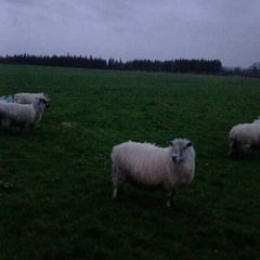 30 mostly hoggets for sale.