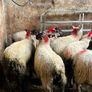 Ewe lambs Image 6