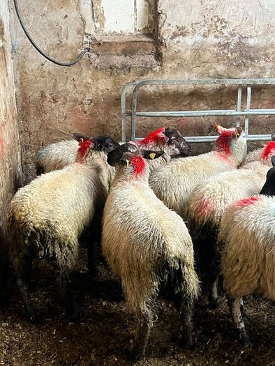 Ewe lambs