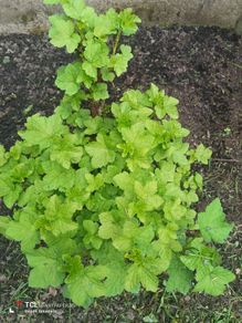 Redcurrants plant
