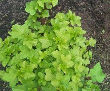 Redcurrants plant