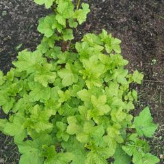 Redcurrants plant