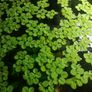Aquarium plants for sale Image 2