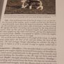 Siberian Huskies New Owners Guide, By Kathleen Kanzler, Hardcover Image 6