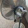 Chrome Retro Standing Fan Image 2
