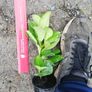 Laurel Hedging Image 3