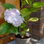Hydrangea Image 2