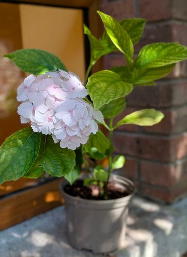 Hydrangea