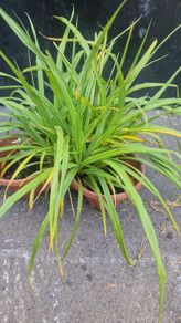 ornamental grass