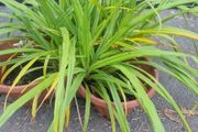 ornamental grass