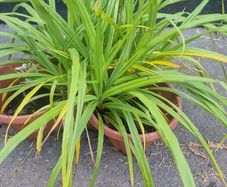 ornamental grass