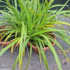 ornamental grass