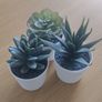 Decorative plastic succulents Image 2