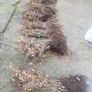 Hornbeam hedging Image 7