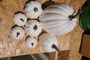 pumpkin for display new in box