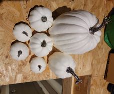 pumpkin for display new in box