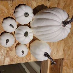 pumpkin for display new in box