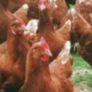 Ducks And Hens Image 2