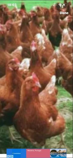 Ducks And Hens