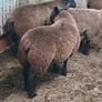 Rams and ewe lambs Image 8