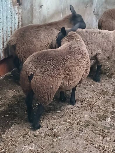 Rams and ewe lambs