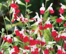 Salvia hit lips bush