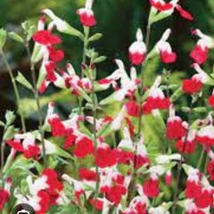 Salvia hit lips bush