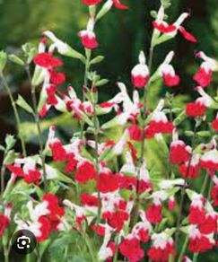 Salvia hit lips bush