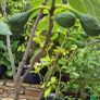Fig Tree with Figs Image 2