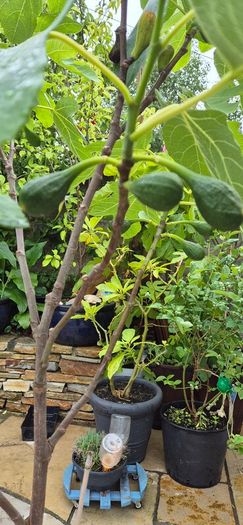 Fig Tree with Figs