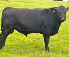 Aa bulls
