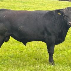 Aa bulls