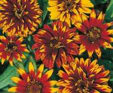 (Z) Zinnia Old Mexico seeds 0.5g (approx. 375 seeds) (414765)
