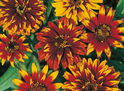 (Z) Zinnia Old Mexico seeds 0.5g (approx. 375 seeds) (414765)