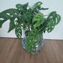Monsters Adansonii plant Image 2