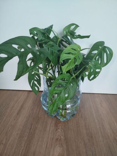 Monsters Adansonii plant