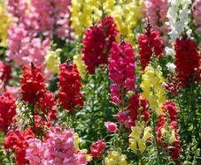 (S) Rainbow Snapdragon Seeds 0.3g (446302)