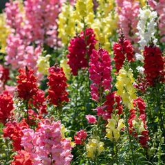 (S) Rainbow Snapdragon Seeds 0.3g (446302)