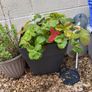 Free strawberry plant Image 2