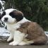 St Bernard