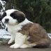 St Bernard