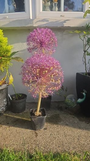plants