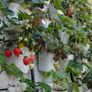 SUNNERSTA hanging containers - New and used from 20 cents! Image 5
