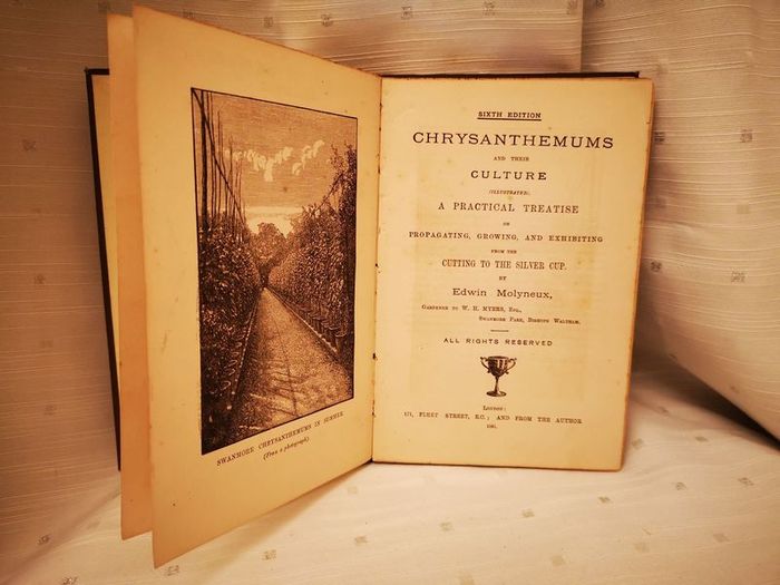 Chrysanthemums and their Culture by Edwin Molyneux Vintage Book from 1891