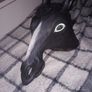 Horse Mask Image 2