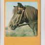 My Horse #8 Rare Comic Image 2