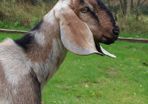 Anglo-Nubian Buck Goat for Sale